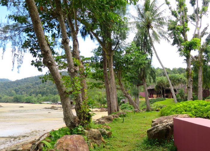 A group of palm trees next to a tree

Description automatically generated