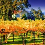 ranciscan Estate Winery Continues its Path to Excellent Wine